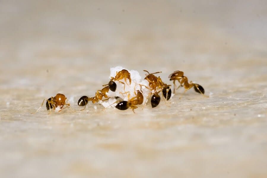 furnici negre în grup